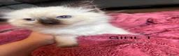 Ragdoll cats for sale: Beautiful Ragdoll Kittens for sale (REDUCED) - Advert 11