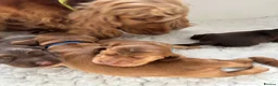 Cocker Spaniel dogs for sale: Outstanding Show cocker spaniels 4th generation  - Advert 17