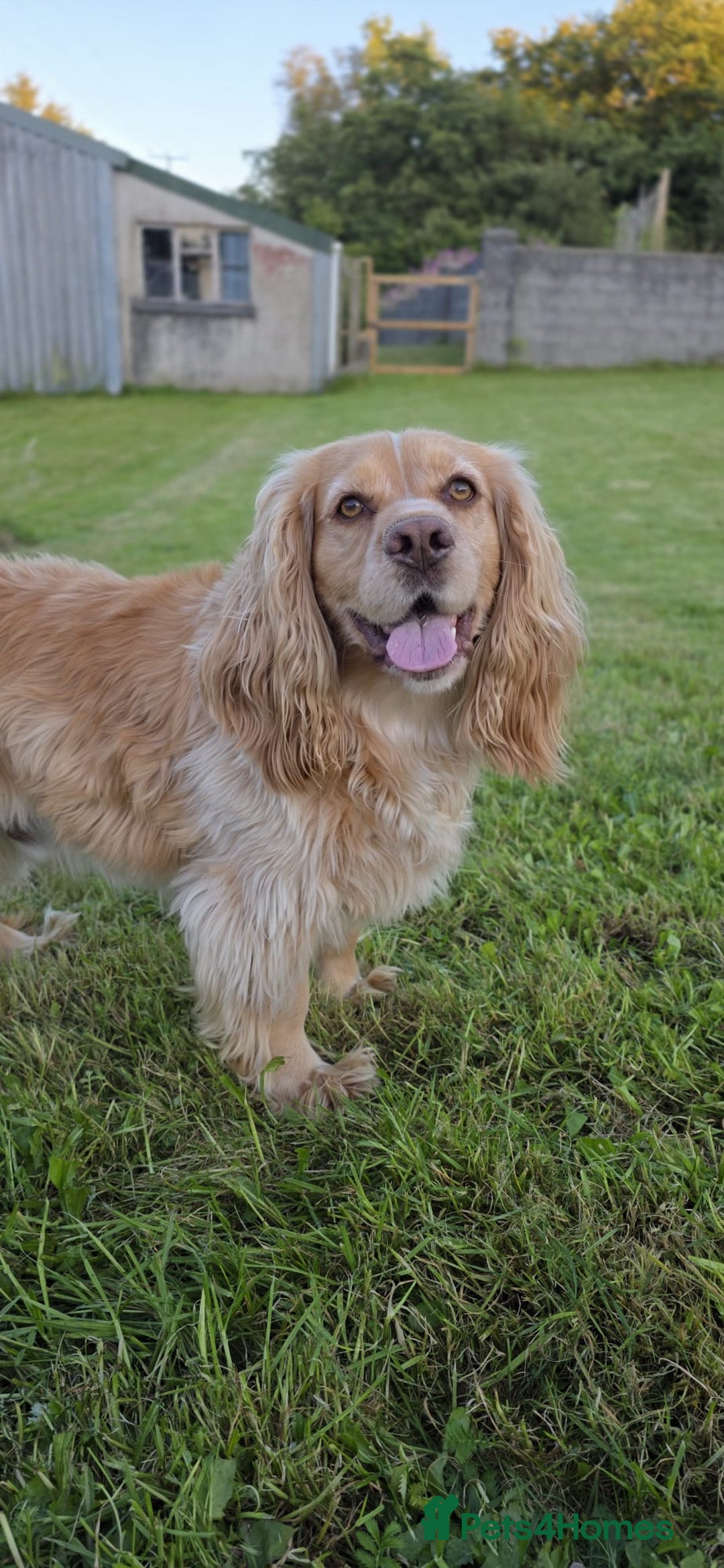 Cocker Spaniel dogs for sale: Exquisite Brown/White Working Cocker Spaniel Pups - Image 10
