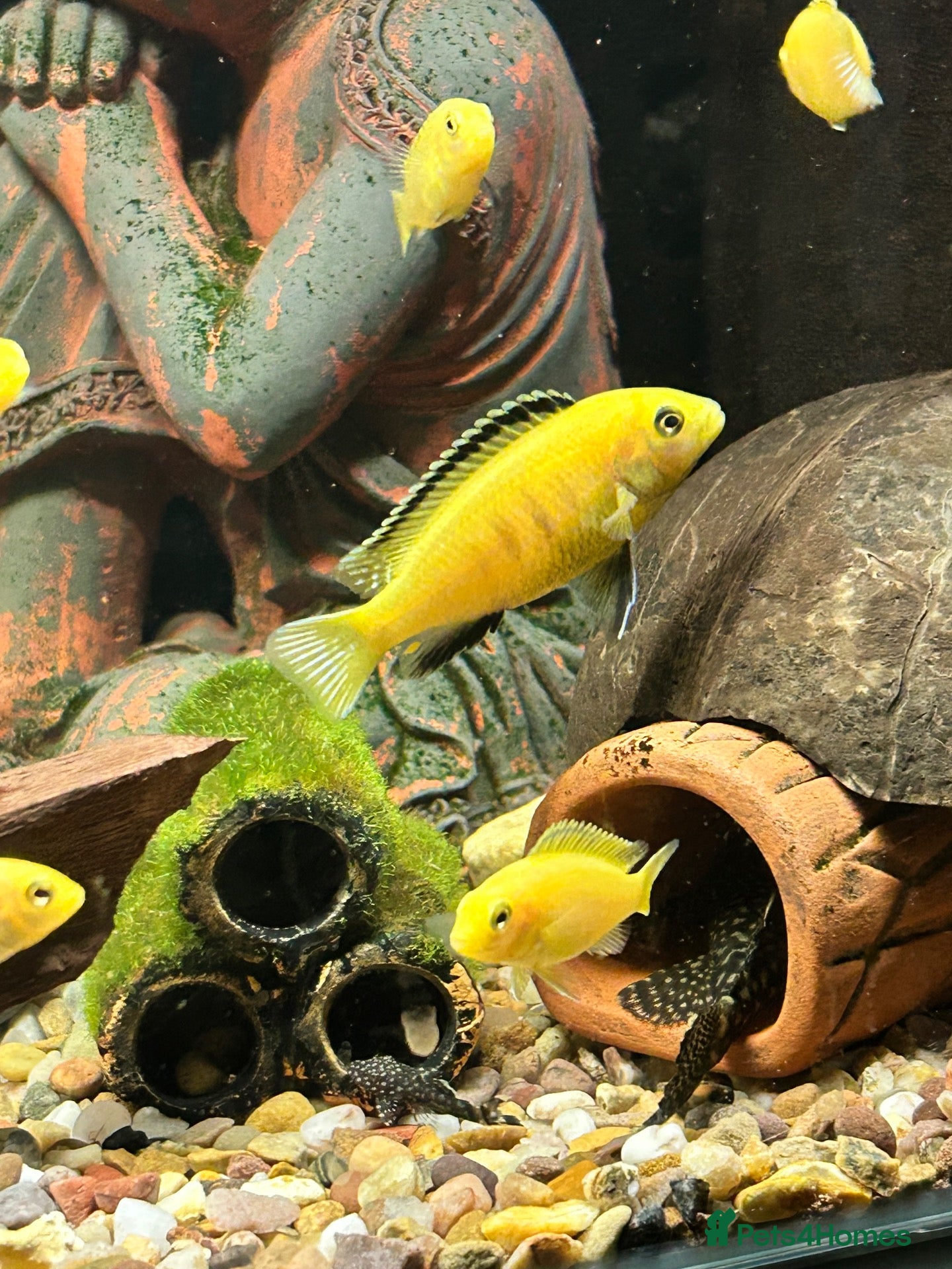 Cichlids fish Juvenile Yellow Lab Cichlids - Advert 2