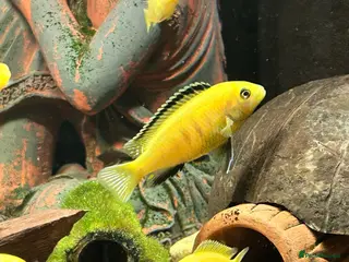 Cichlids fish Juvenile Yellow Lab Cichlids - Advert 2
