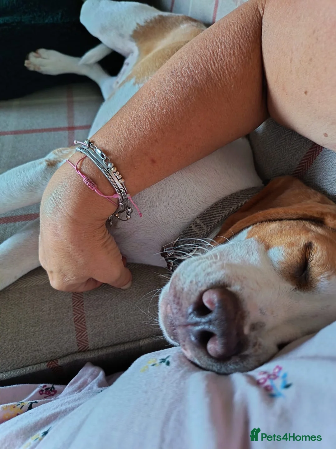 Beagle dogs for sale: Gorgeous boy Teddy 💖 in Bury Saint Edmunds - Advert 4