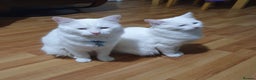 Turkish Angora cats for sale: Turkish angora 1 male 1 female  - Advert 2