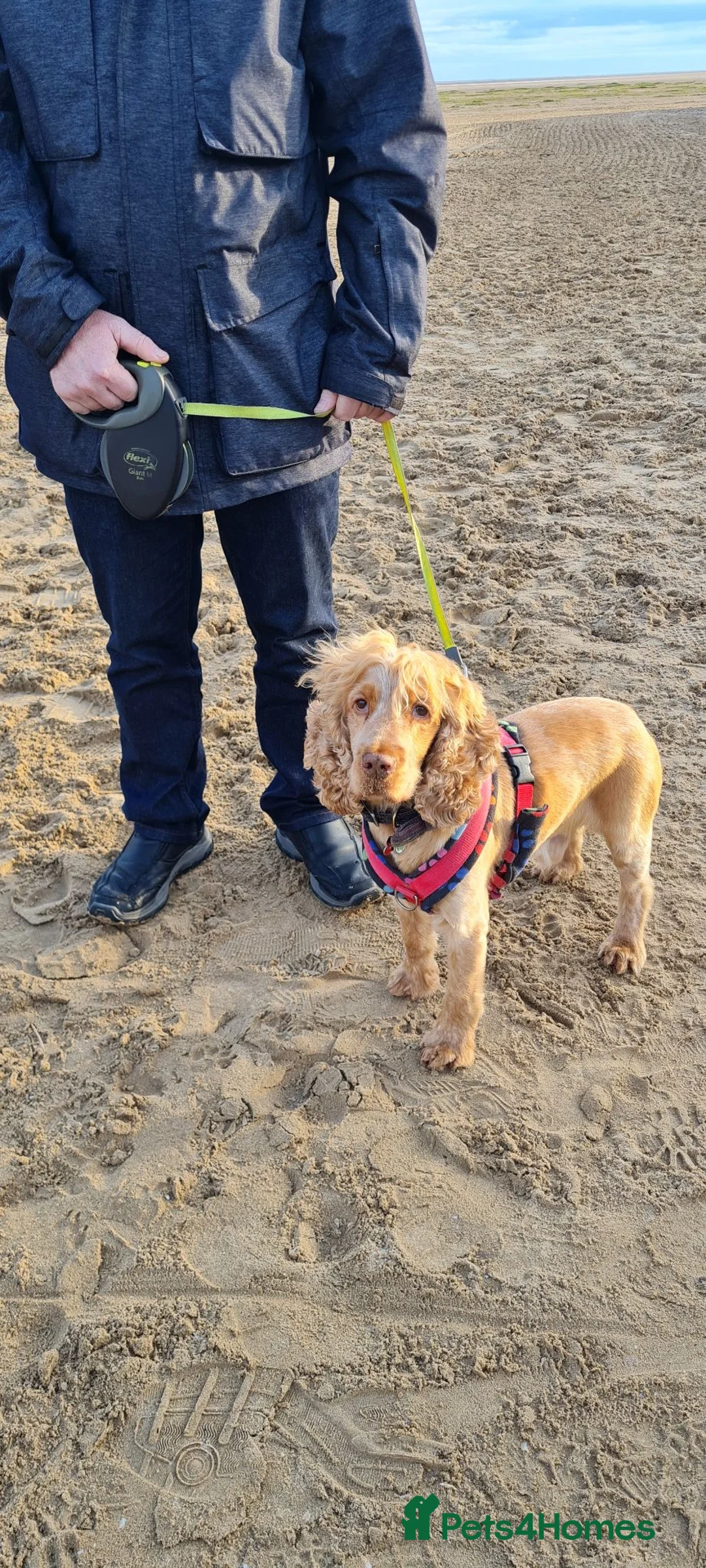 Cocker Spaniel dogs for stud: Proven Handsome Show Cocker Spaniel For Stud - Advert 2