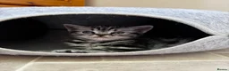 British Shorthair cats for sale: ❤️💙 Gorgeous Pedigree Silver Tabby BSH 💙❤️ - Advert 19