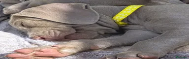Weimaraner 10