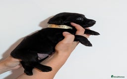 Labrador Retriever dogs for sale: litter of 11 kc reg lab retrievers 10weeks old - Image 15