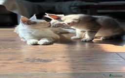 Maine Coon cats for sale: Silver shaded lines, ticked Maine coon kitten - Image 2