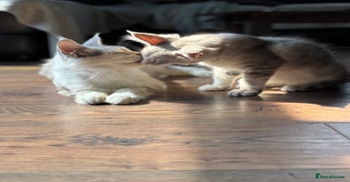 Maine Coon cats - Advert 7