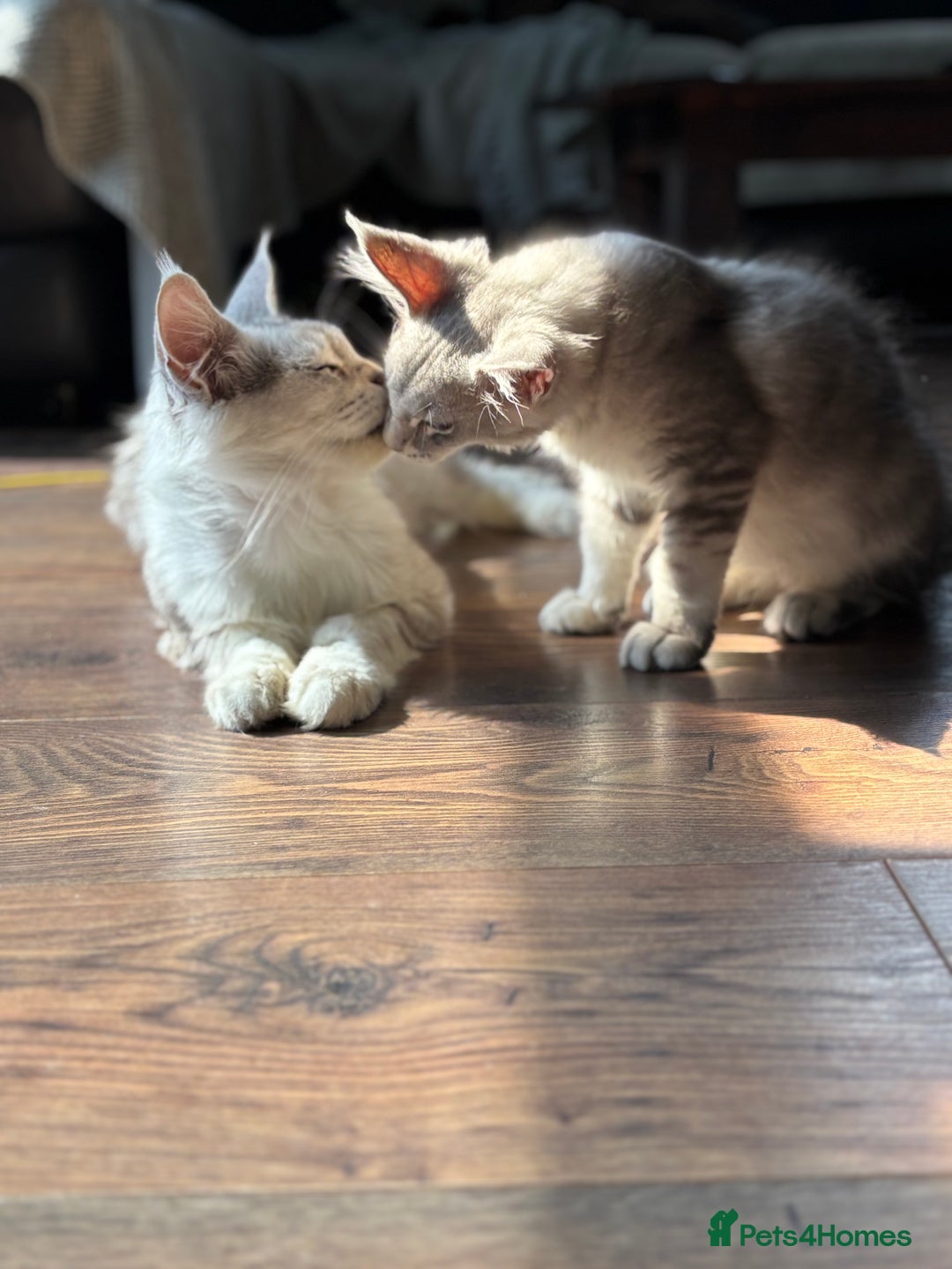 Maine Coon cats for sale: Silver shaded lines, ticked Maine coon kitten - Image 2