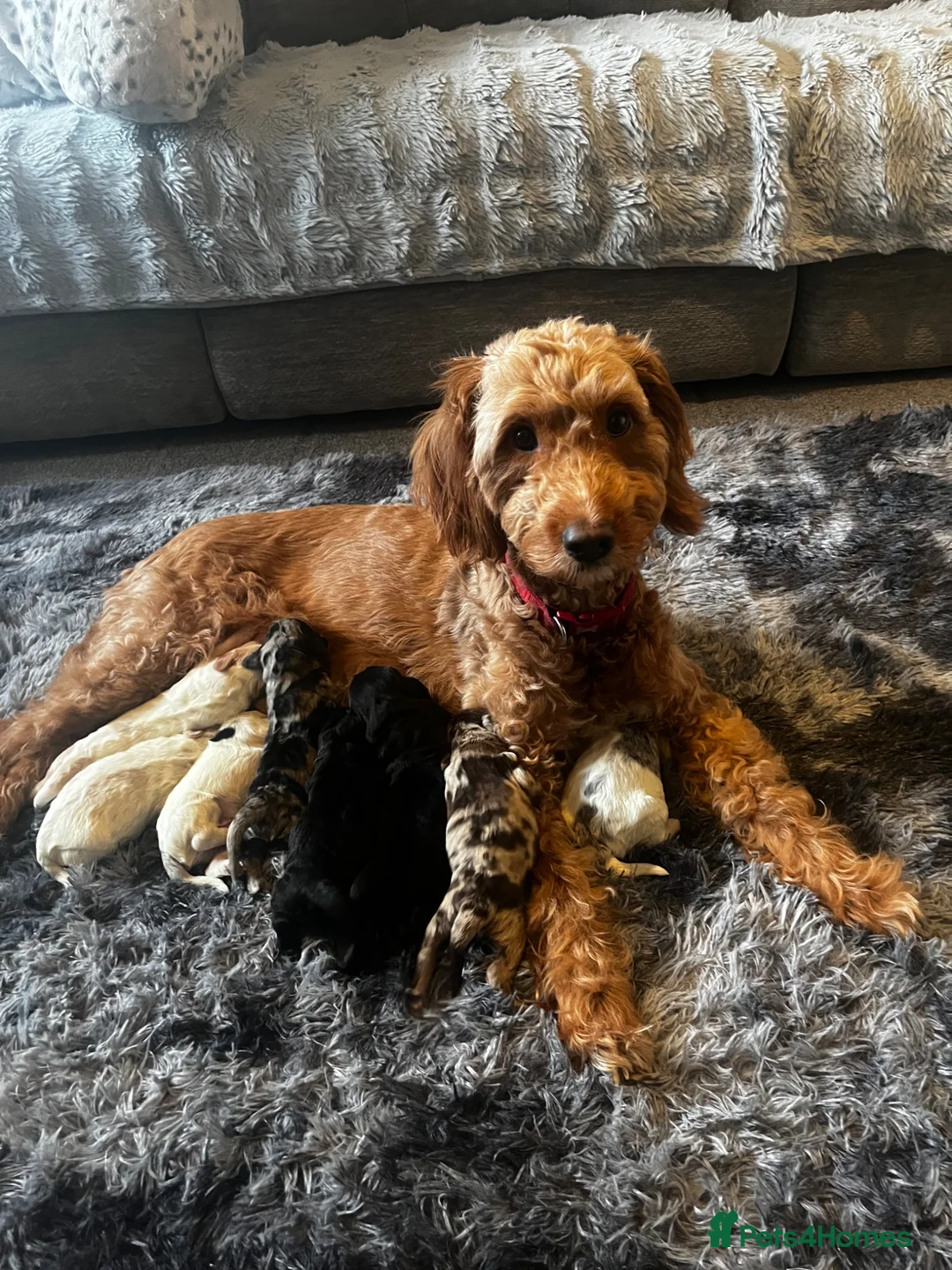 Cockapoo dogs for sale: Cookie 4 month old cockapoo - Advert 1
