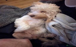 Cockapoo dogs for sale: Beautiful Tilly  - Image 4