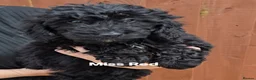 Mini Goldendoodle dogs for sale: 4 outstanding miniature goldendoodle  - Advert 5