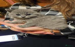 British Shorthair cats for sale: 4 cute kittens  - Image 12