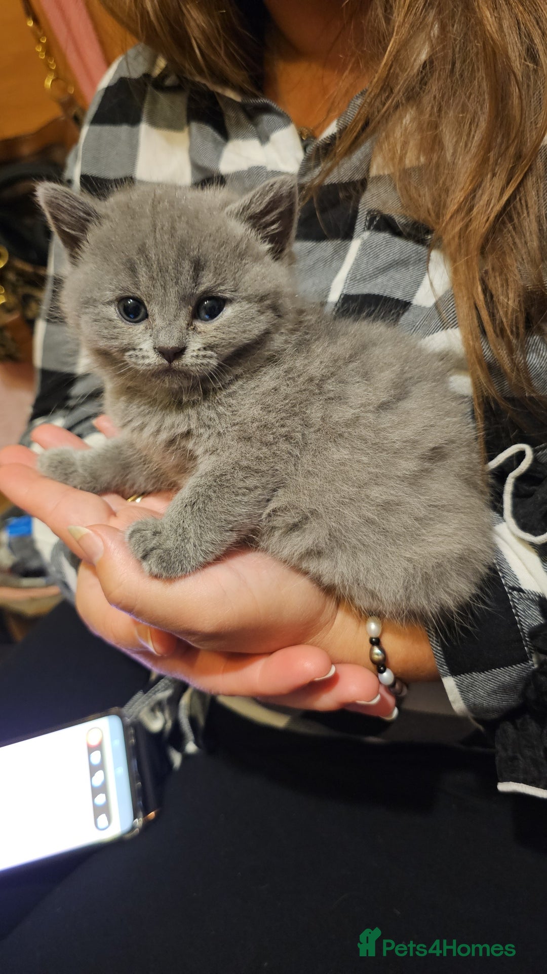 British Shorthair cats for sale: 4 cute kittens  - Image 12