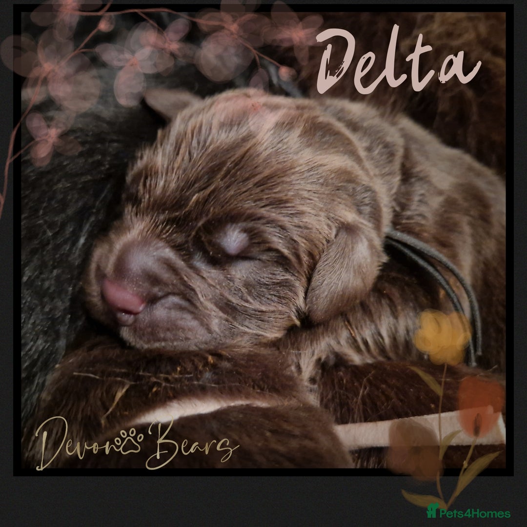 Newfoundland dogs for sale: FULLY HEALTH Tested KC Newfoundland Puppies - Image 19