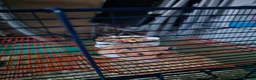 Hamster rodents for sale: Friendly Syrian Hamster – Healthy & Well Handled in Windsor - Advert 2
