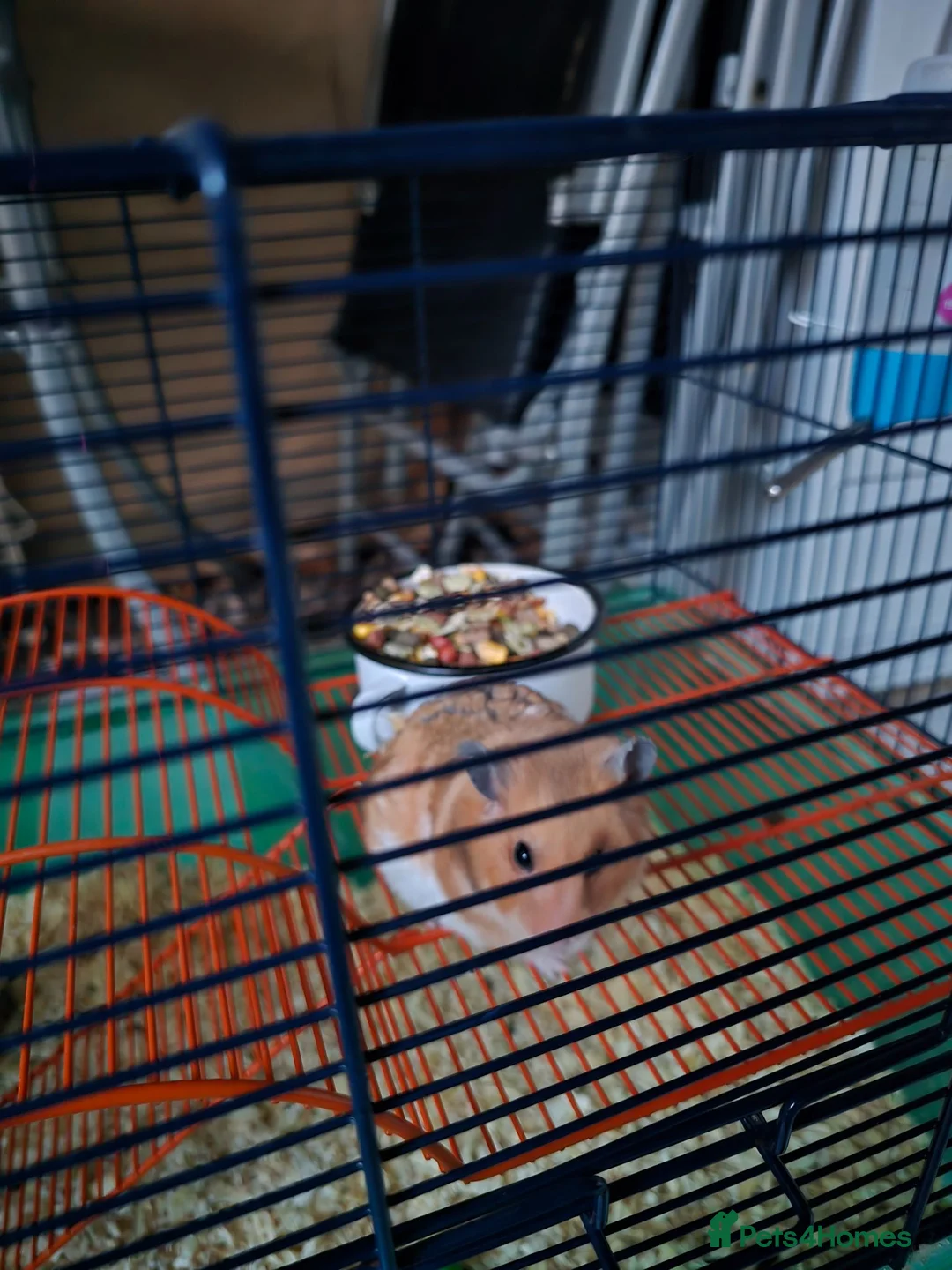 Hamster rodents for sale: Friendly Syrian Hamster – Healthy & Well Handled in Windsor - Advert 2
