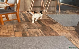 Fox Terrier dogs for adoption: Sweet Mizzo looking for LOVE - Image 23