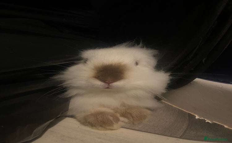 Mini Lion Lop rabbits - Advert 1