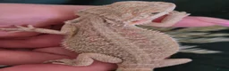 Bearded Dragon reptiles for sale: 100% Het Zero Hypo Bearded Dragon baby - Advert 4