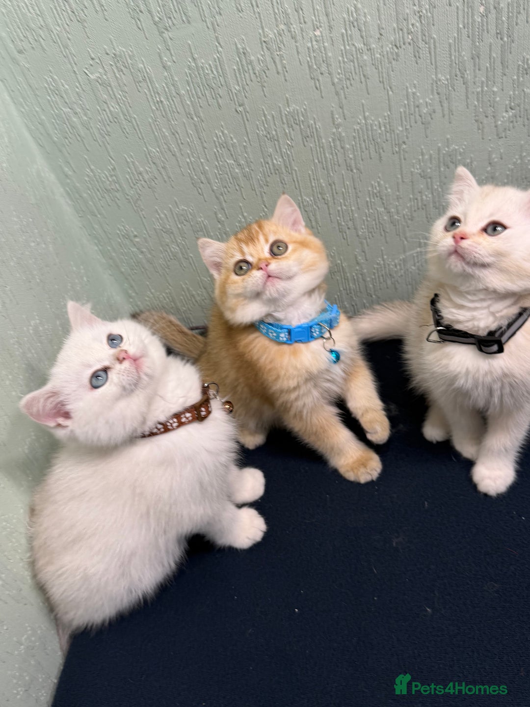 British Shorthair cats for sale: British Sh kittens golden GCCF registered  - Advert 3