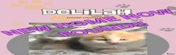 Siberian cats for sale: 4 Stunning Siberian X Norwegian Forest Kittens🐾   - Advert 14
