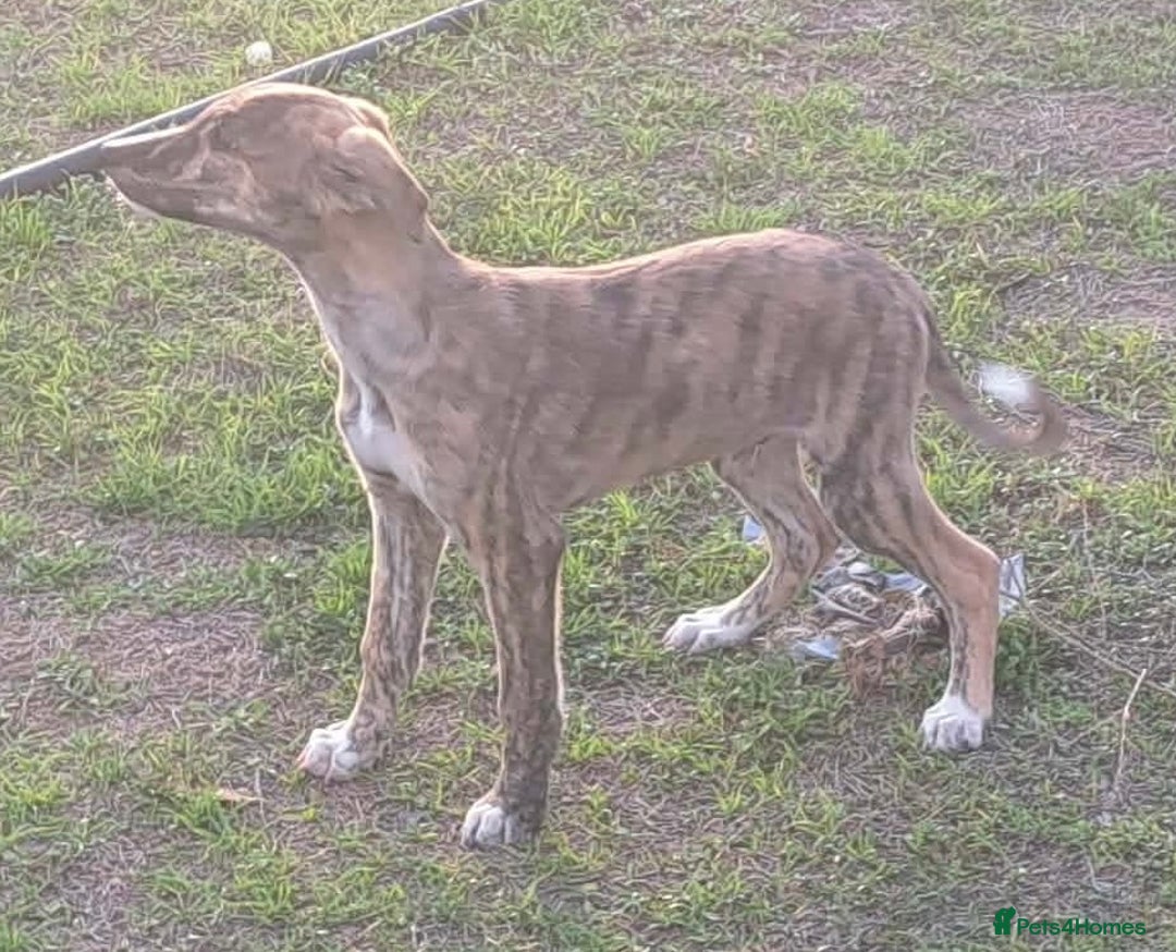 Mixed Breed dogs for adoption: Taz needs a loving home  - Advert 22