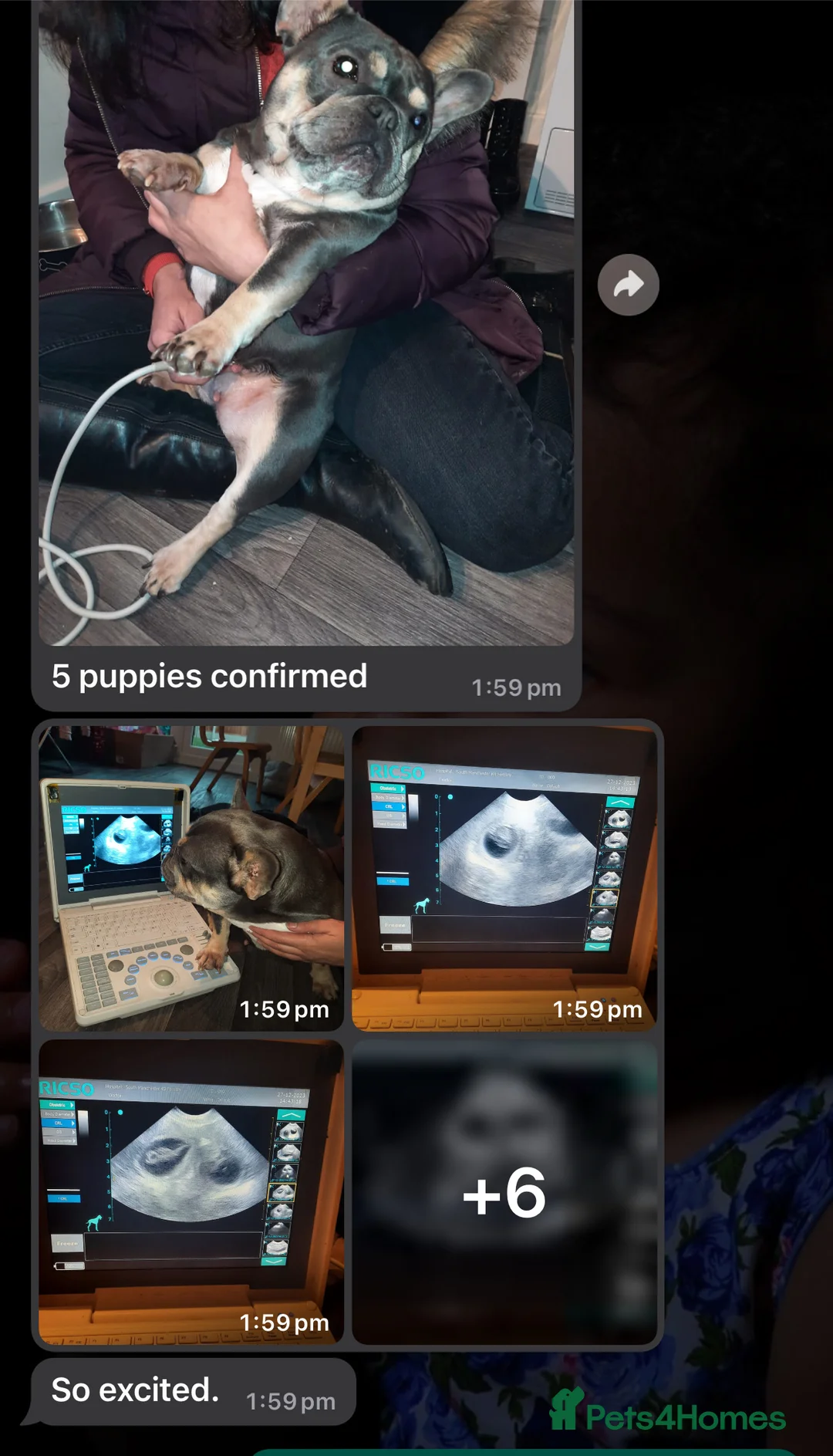 French Bulldog dogs for stud: Hector Starfex in Leigh - Advert 30