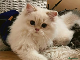 British Longhair cats ‼️🐾😍Colourpoint purebred BLH😻1 Left 🐱 - Advert 13