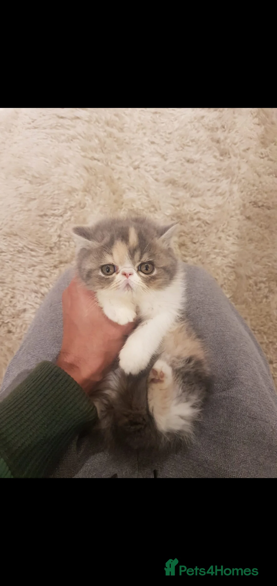 Exotic cats for sale: Beautiful pedigree girls, ready for Rehoming - Advert 3