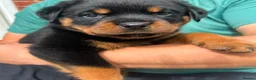Rottweiler dogs for sale: Territory-Smart Tails & Watchful Souls-Rottweilers in Northampton - Advert 5