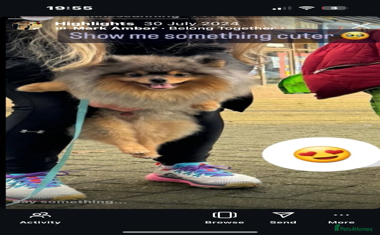 Pomeranian dogs - Advert 3