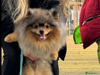 Pomeranian dogs - Advert 16