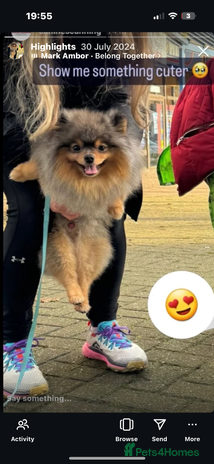 Pomeranian dogs - Advert 1