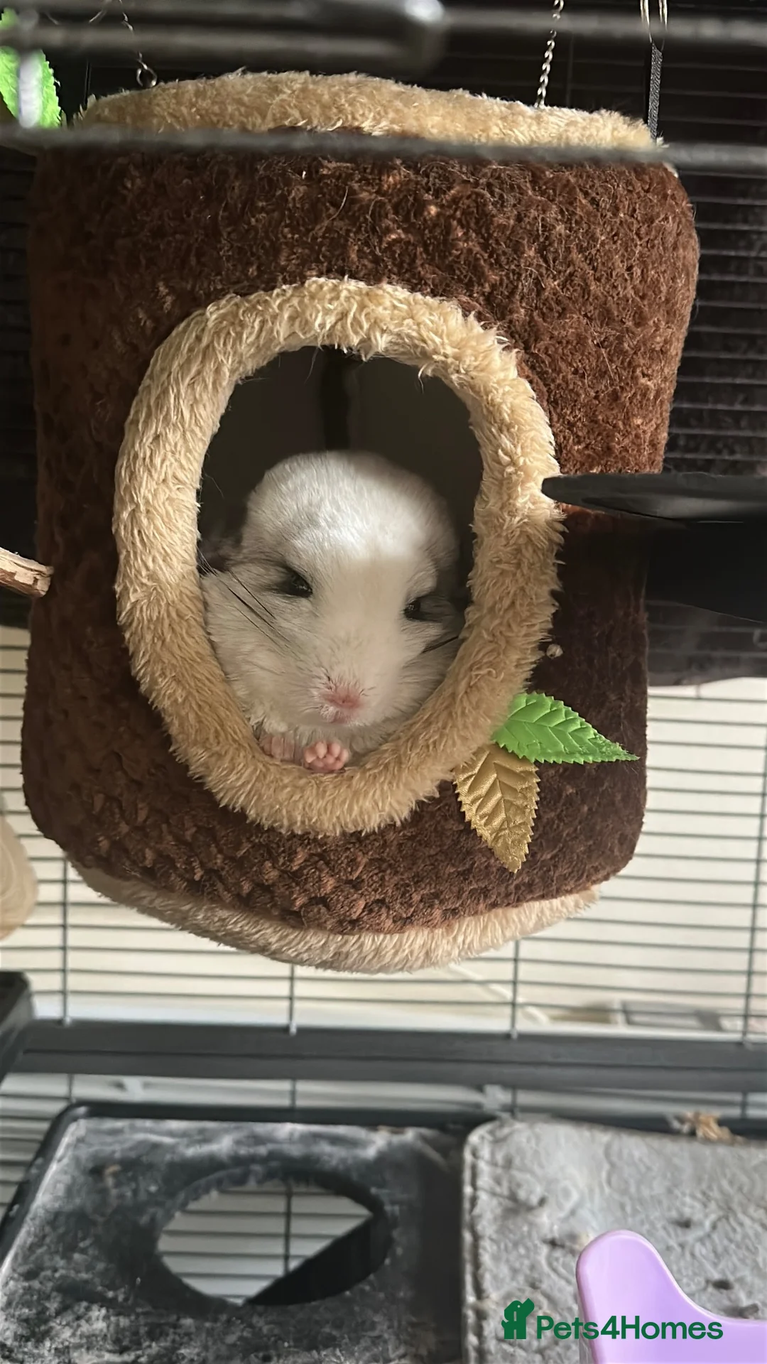 Chinchilla rodents for sale: Two Bonded Chinchillas  in Peterborough - Advert 2