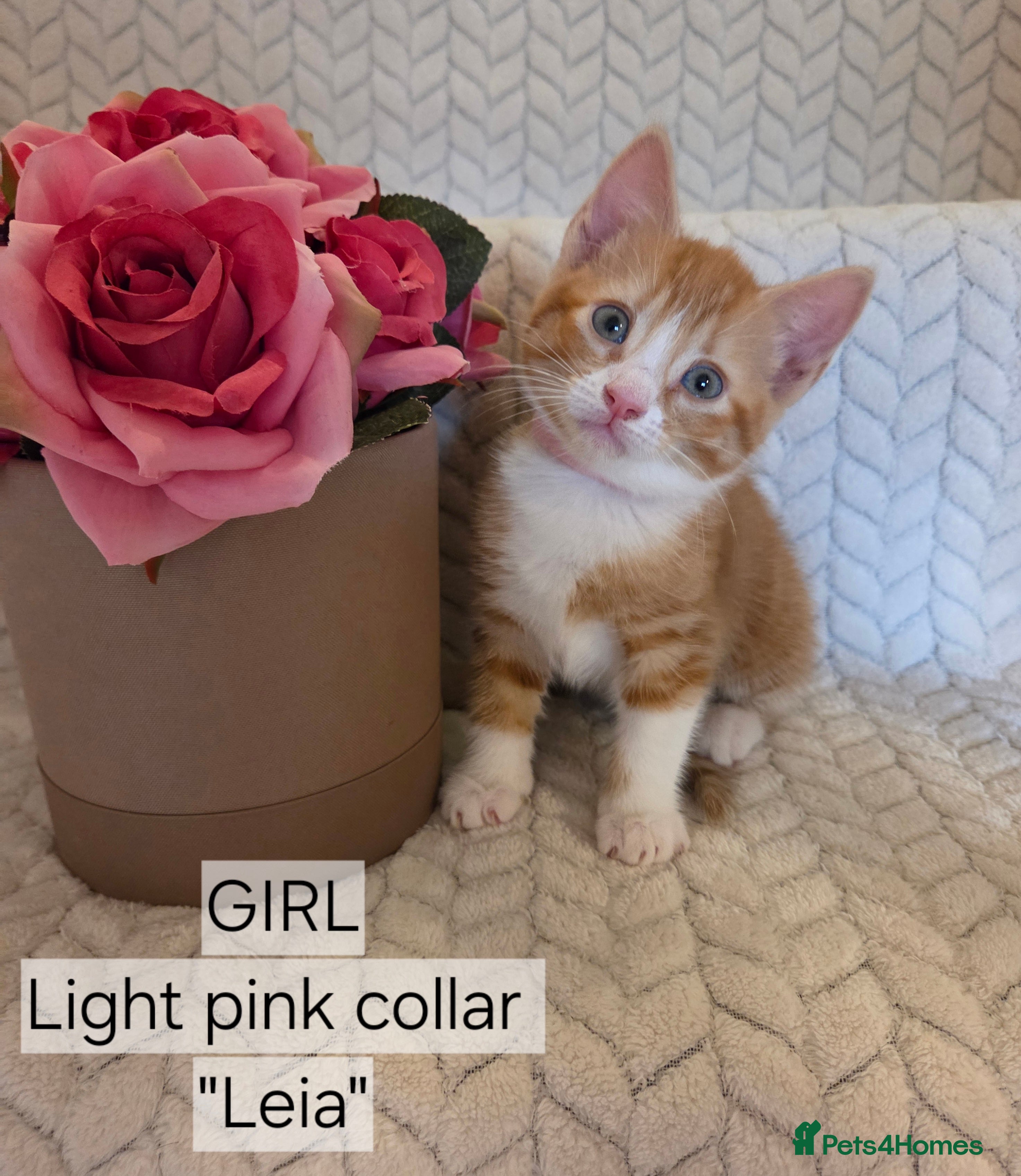 Mixed Breed cats Beautiful 1/4 maine coon kittens. - Advert 2