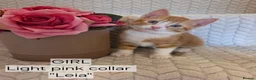 Mixed Breed cats for sale: Beautiful 1/4 maine coon kittens. - Advert 2