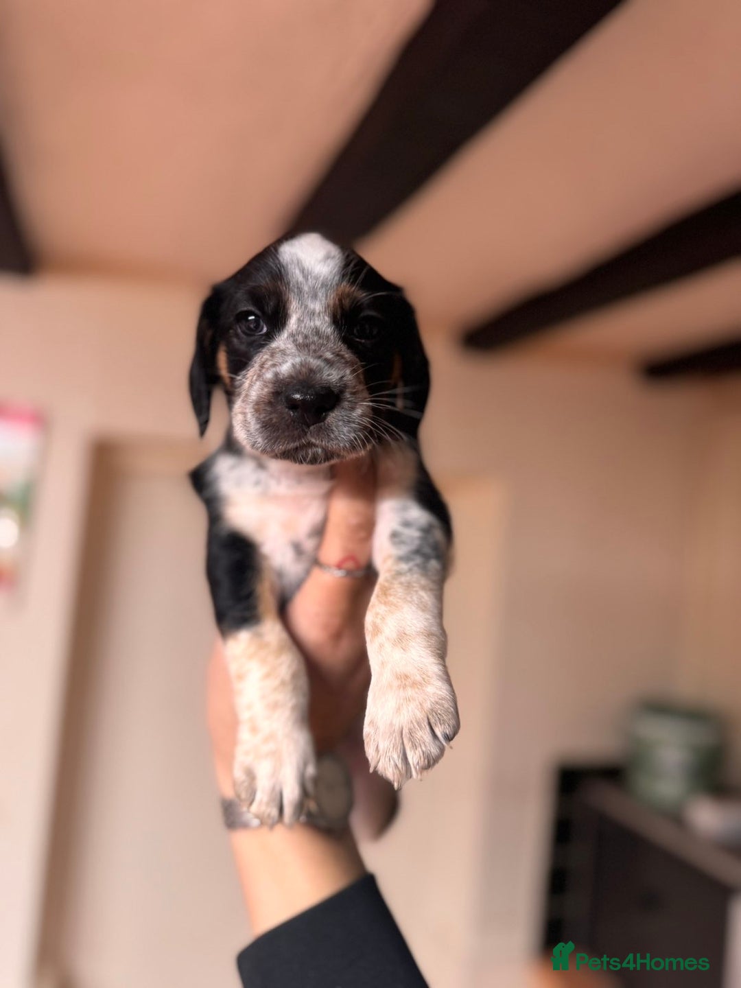 Mixed Breed dogs for sale: Australian Kelpie/Cocker Spaniel Puppies  - Advert 4