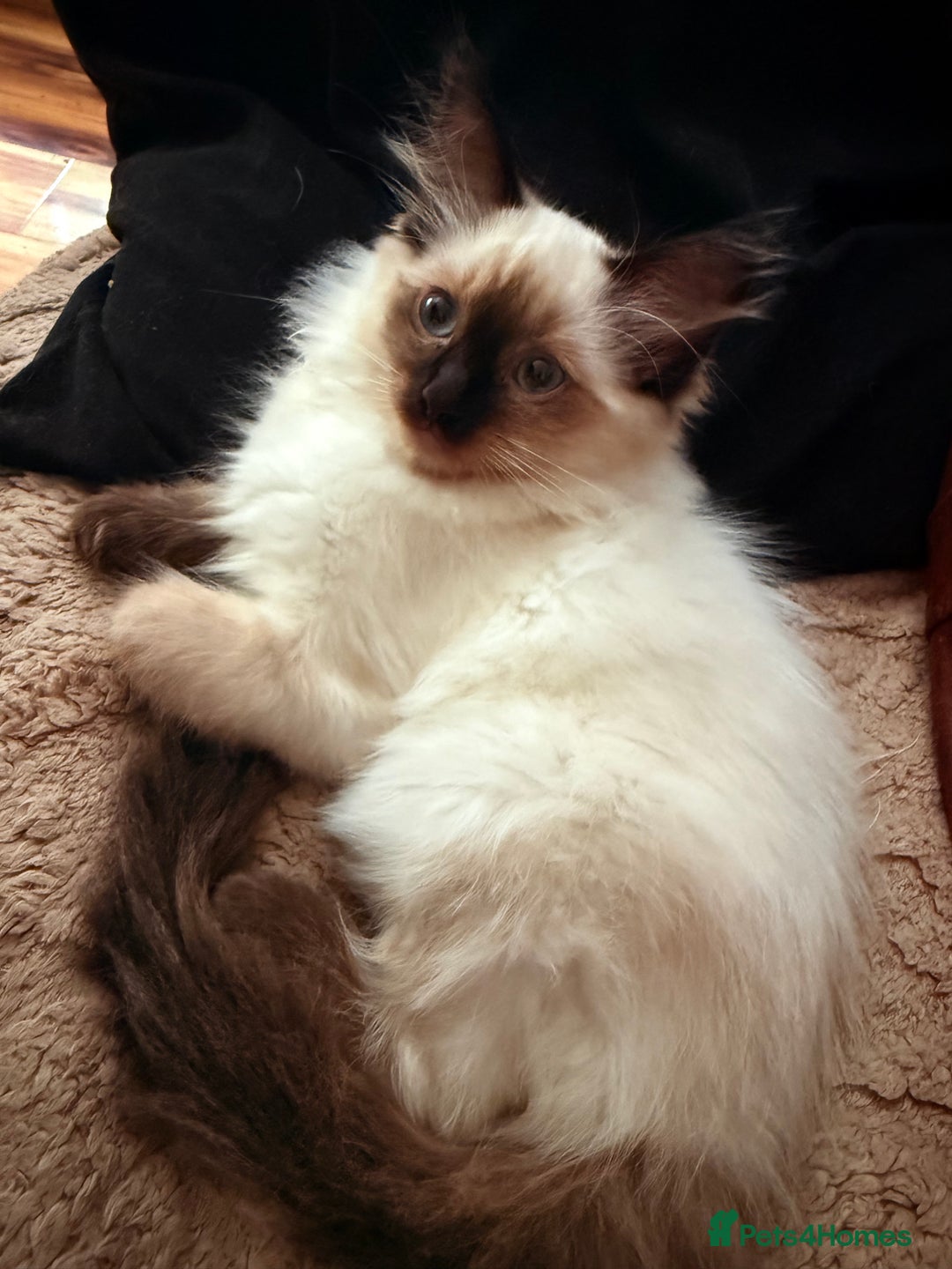 Ragdoll cats for sale: Ragdoll kitten - Image 3