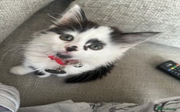 Mixed Breed cats for sale: Long hair male kitten  - Image 1