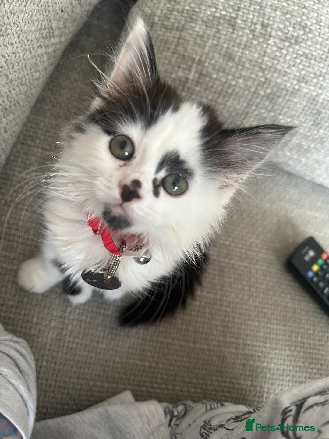 Mixed Breed cats for sale: Long hair male kitten  - Image 1
