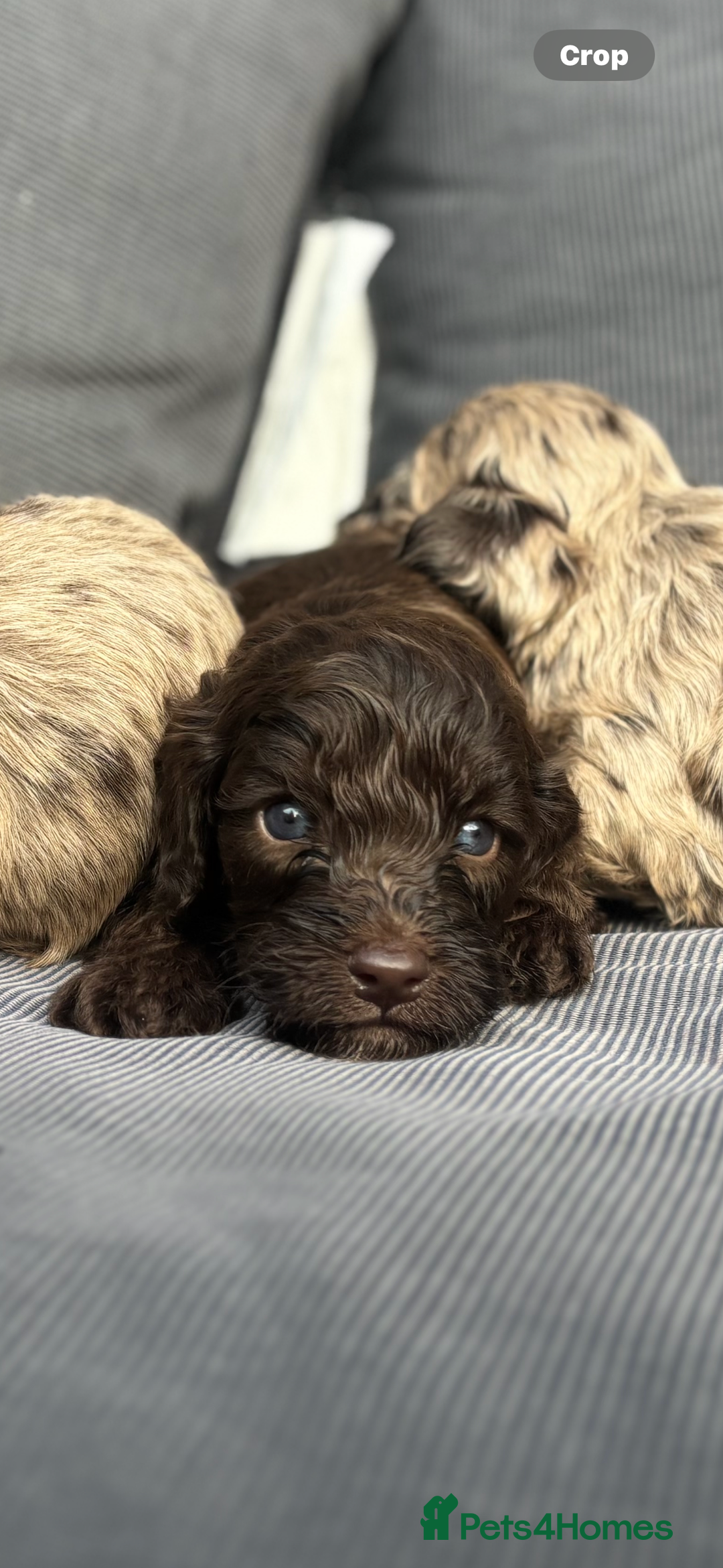 Cockapoo dogs for sale: Beautiful Cockapoo puppies  - Image 15