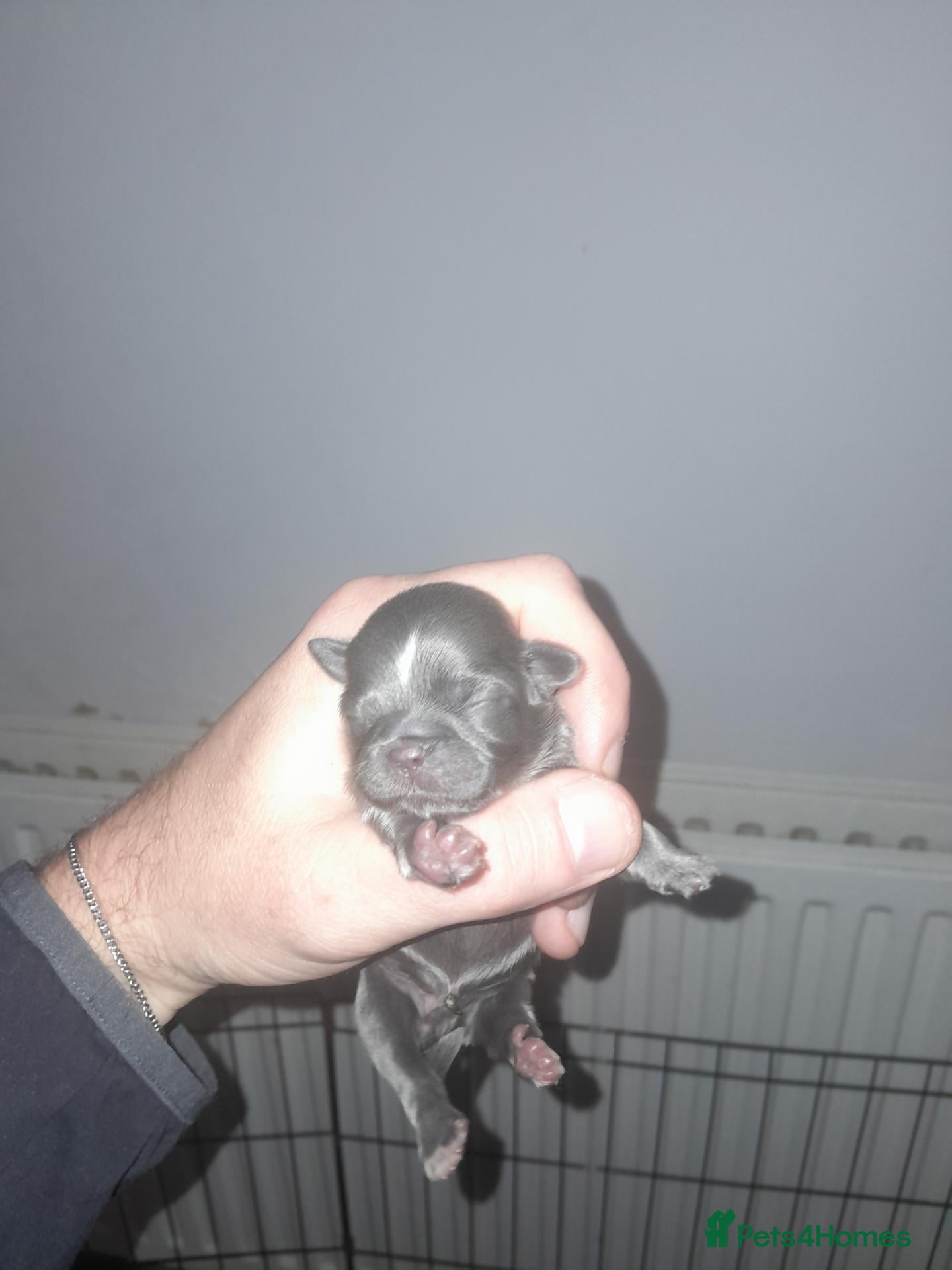 Shih Tzu dogs 🌈  **  IMPERIAL PUPS 🌈  - Advert 17