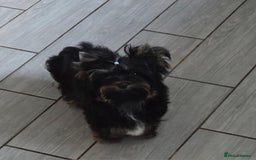 Yorkshire Terrier dogs for sale: Yorkshire Terrier  - Image 1