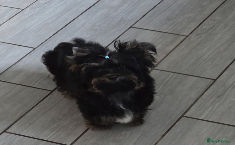 Yorkshire Terrier dogs - Advert 10
