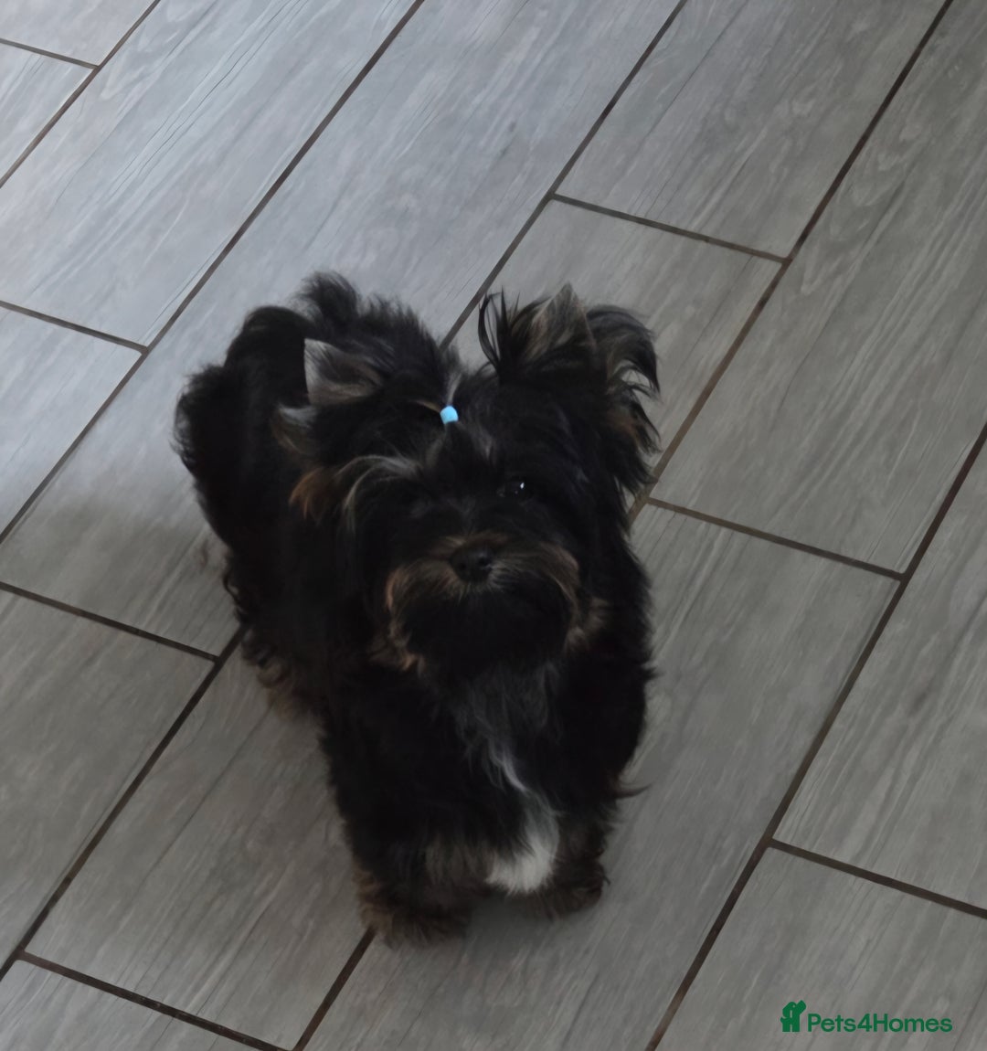 Yorkshire Terrier dogs for sale: Yorkshire Terrier  - Image 1