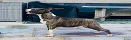 Bull Terrier dogs for sale: Exceptional quality KC BT Puppy - Advert 6