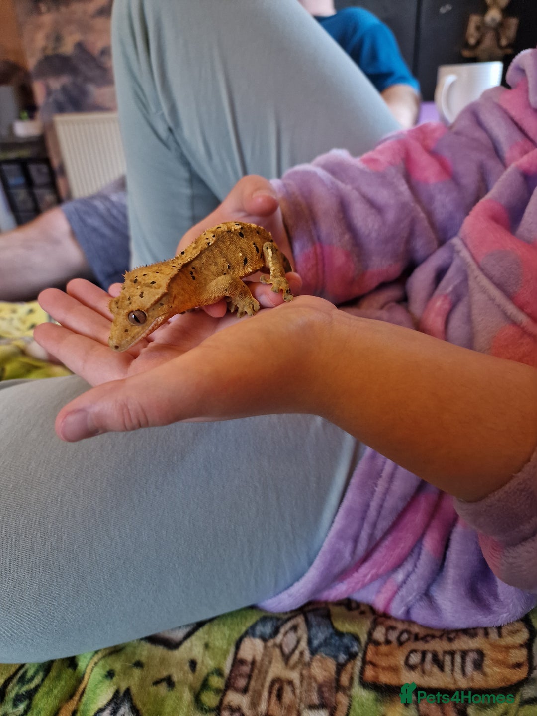 Gecko reptiles for sale: Male Crested Dalmation gecko  - Advert 3