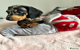 Dachshund dogs for sale: Dachshund female and male puppies  - Image 12